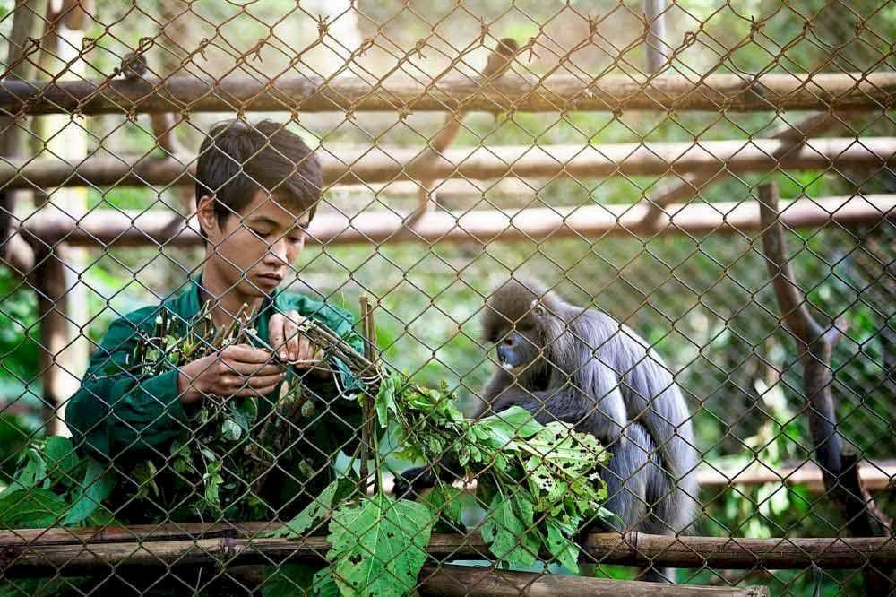 Bên trong Trung tâm cứu hộ linh trưởng tại rừng Cúc Phương.